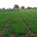 कांदा शेती